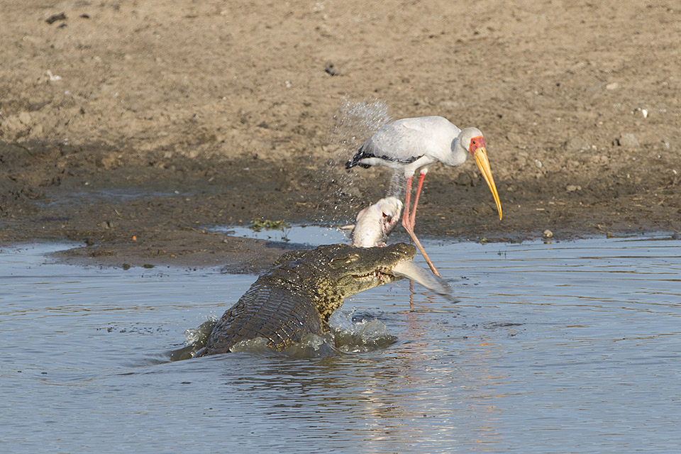 Crocodile and Yellow billed stork